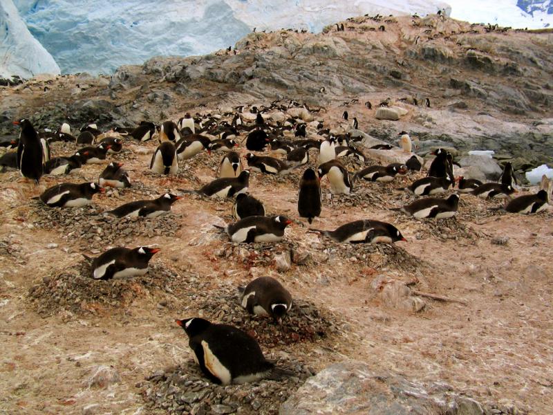 Gentoo Penguin Rookery, Paradise Harbor, Antarctica, 2004