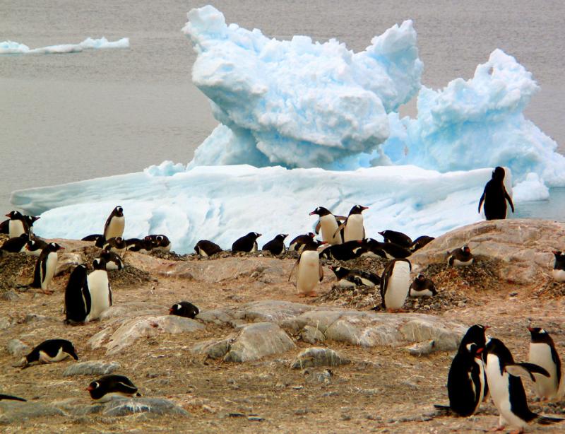 Icy Rookery, Paradise Harbor, Antarctica, 2004