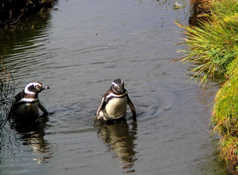 Swimming Lesson, Otway Sound, Patagonia, Chile, 2004