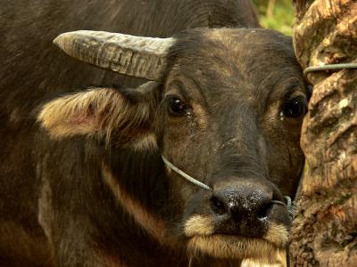 u39/pnd1/medium/40191168.waterbuffalo.jpg