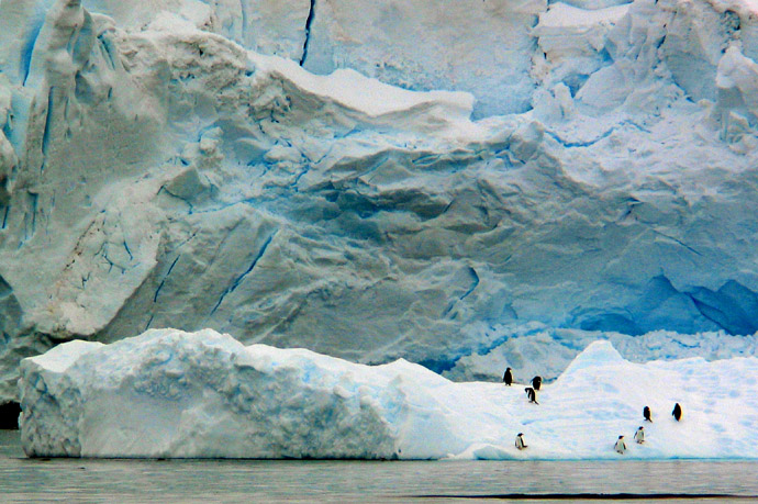 Welcoming Committee, Antarctica, 2004