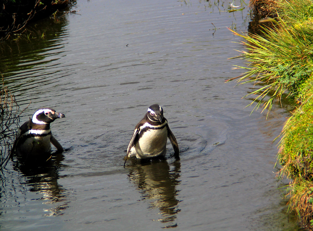 Swimming Lesson, Otway Sound, Patagonia, Chile, 2004