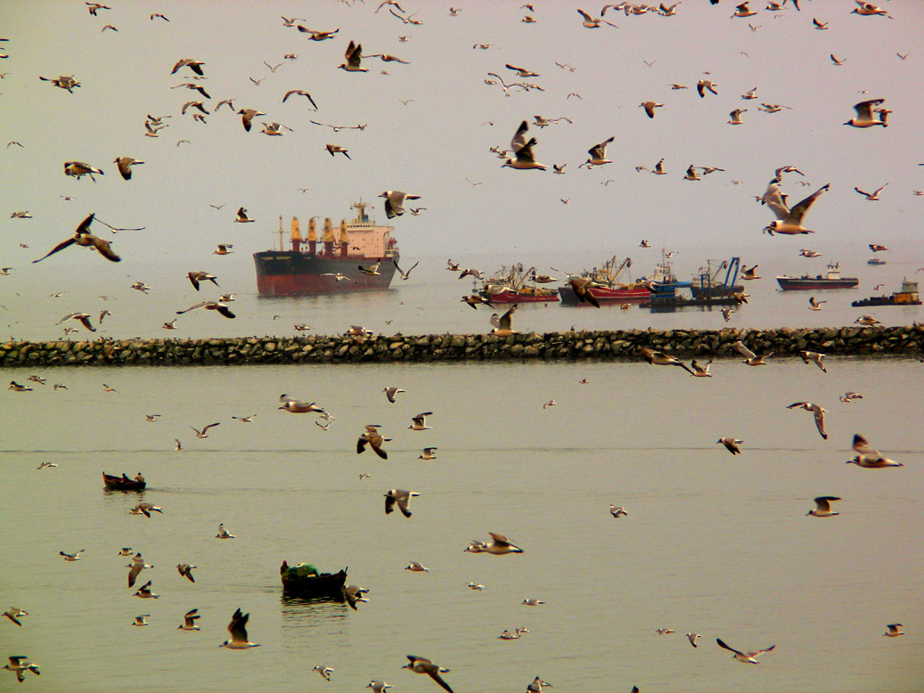 Birdstorm, Callao, Peru, 2003