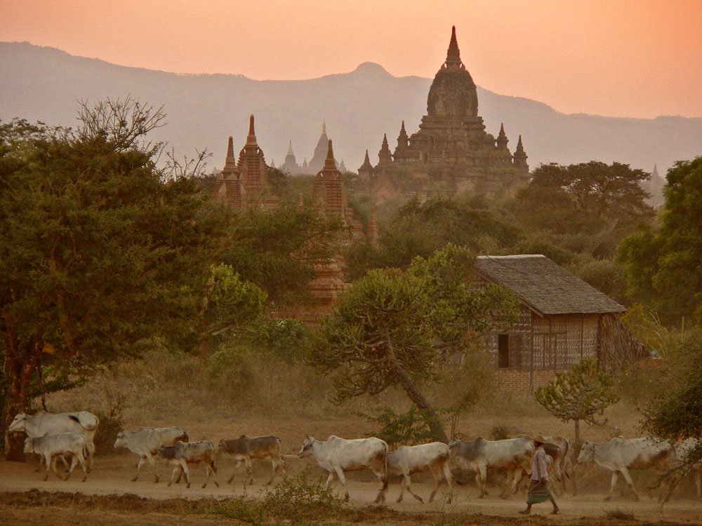 Evening Cattle Drive, Bagan, Myanmar, 2005