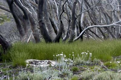 u39/primrose_park_ph/medium/39399033.DeadTreesPorcupineRocks.jpg