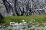 Dead Trees Porcupine Rocks.jpg