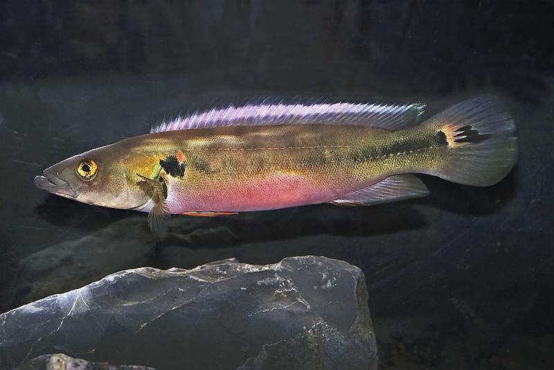 Crenicichla lenticulita