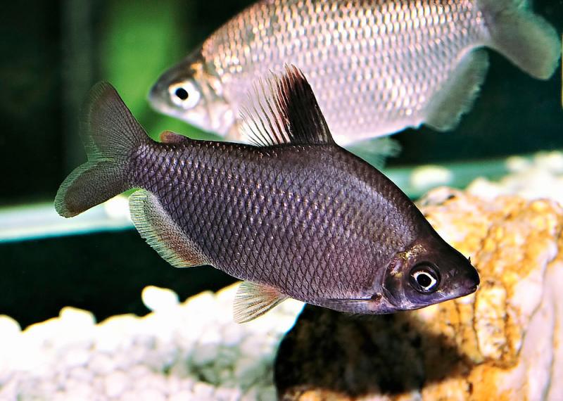 Distichodus noboli