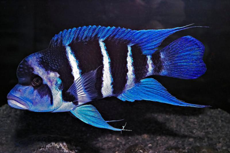 Cyphotilapia frontosa Blue Zaire