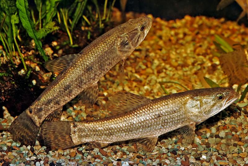 Hoplias malabaricus