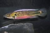 Crenicichla lenticulita