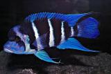Cyphotilapia frontosa Blue Zaire