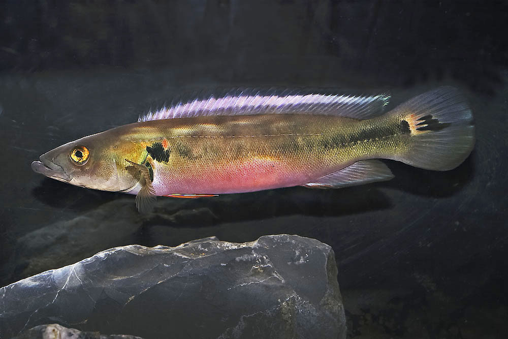 Crenicichla lenticulita