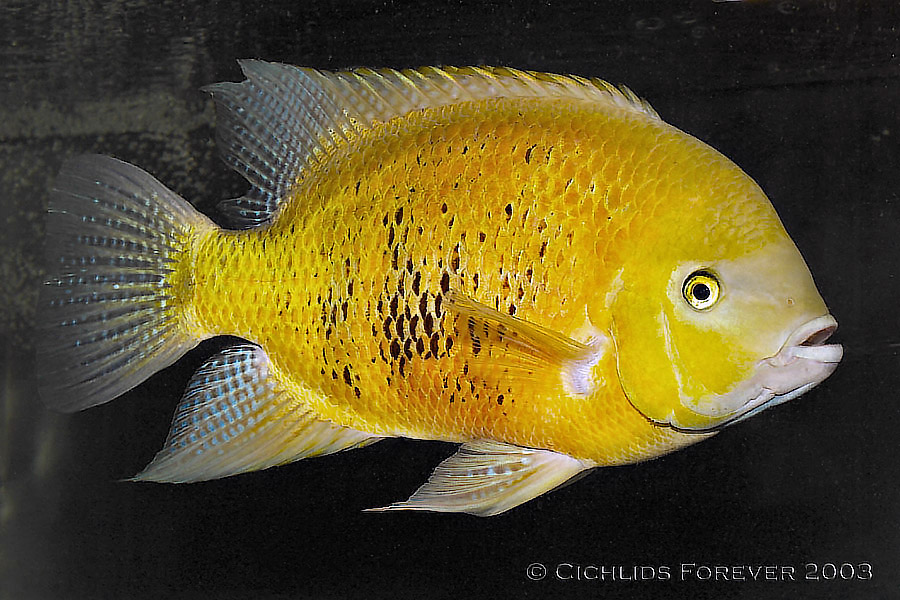 Herichthys bocourti