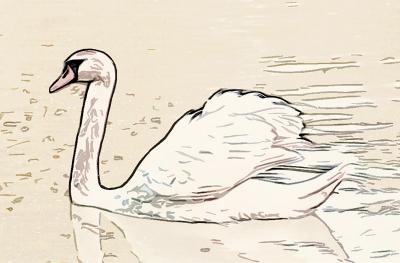 u39/pstewart/medium/25357000.swan1.jpg