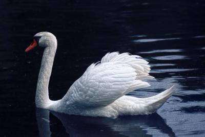u39/pstewart/medium/25357001.swan4.jpg
