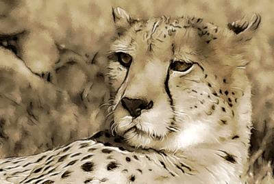 Cheetah-2