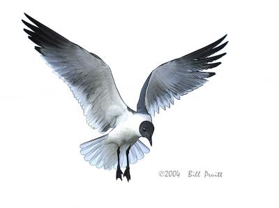 gull-01