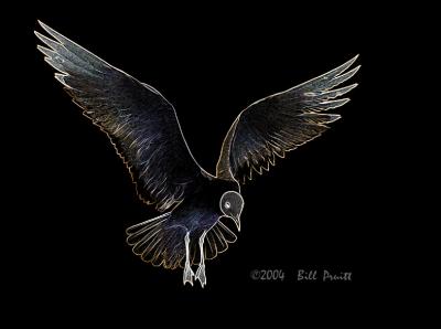 gull-02