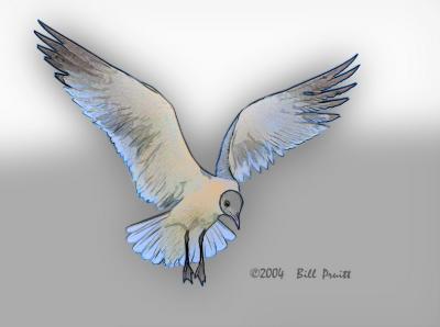 gull-03