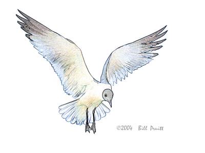 gull-05