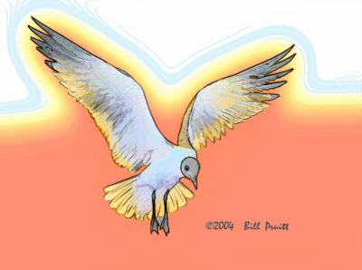 gull-06