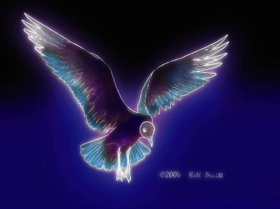 gull-07