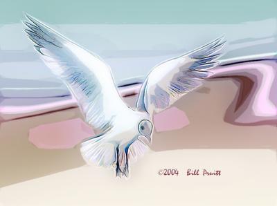 gull-09