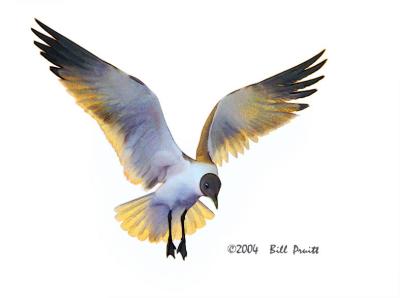 gull-11