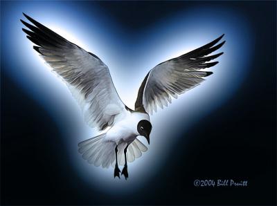 gull-13