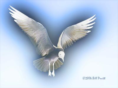 gull-14