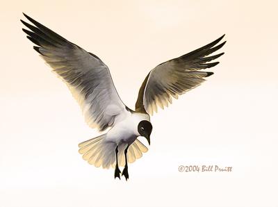 gull-15