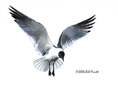 gull-16