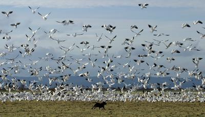 Chasing Birds.jpg
