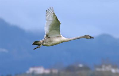 trumpeter swan.jpg