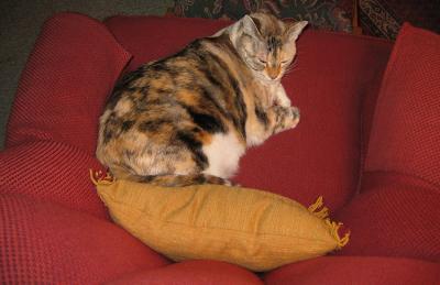 fat sadie.jpg