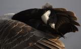 Canada Goose.jpg