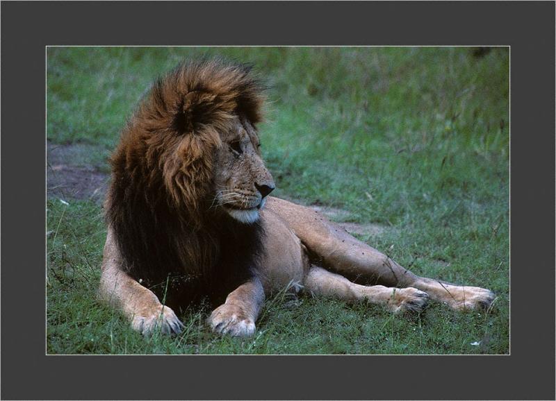 Masai Mara National Park