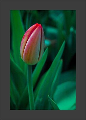 u39/purzelbaum/medium/18404354.IMG00167.jpg