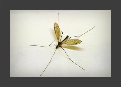 The Cranefly