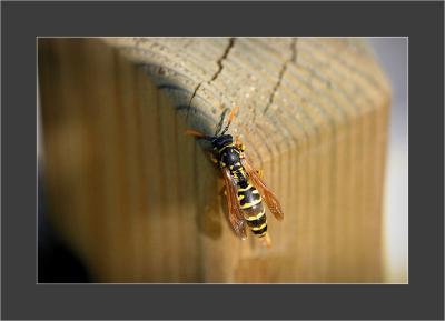 The Wasp