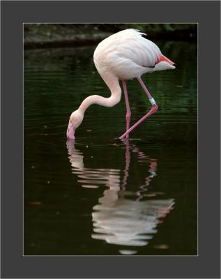 Flamingo