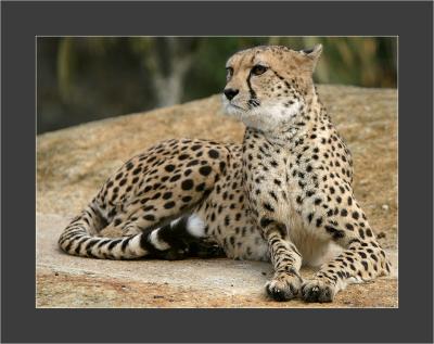 Gepard