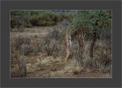 Samburu National Park