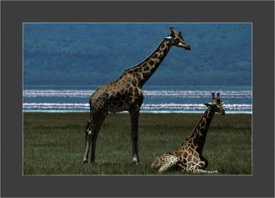 Lake Nakuru