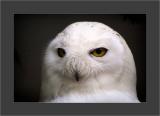 The Owl