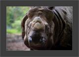 The Rhino