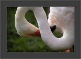 The Flamingo