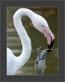 Feeding