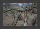 Samburu National Park